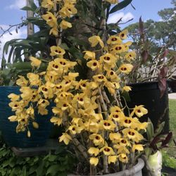 HUGE!!! Orchid Dendrobium Gatton Sunray