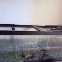 60 Gallon Fish Tank 