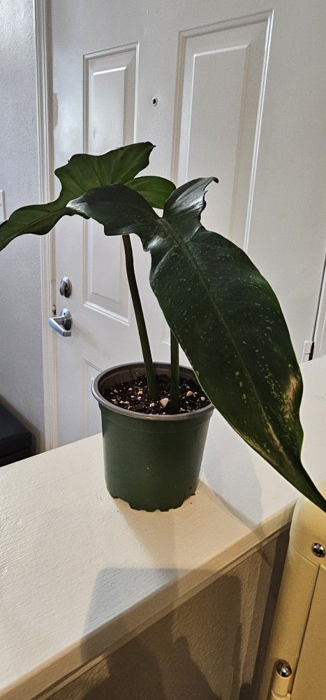 Healthy Philodendron