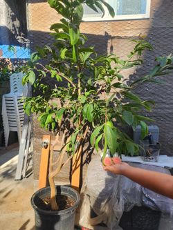 Pink and green guava tree Arbol de guava rosita