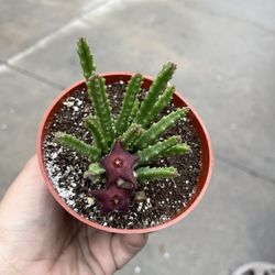 4” Stapelia Paniculata