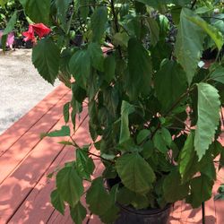 This Pretty Hibiscus, 5 To 6 Plant In A Pot ! You Can Separate Them ! Just $20! 