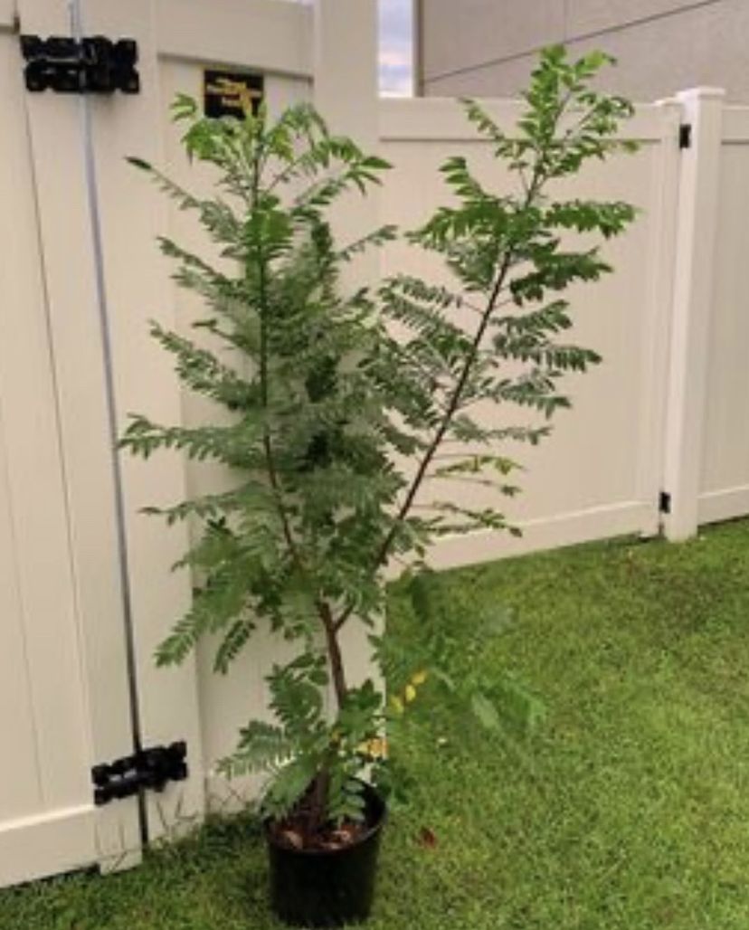 Red Hog Plum ( Jacote ,ciruela) Tree (5 Ft Tall) Ready To Bear Fruit