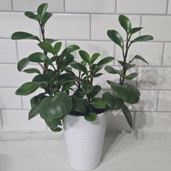 Peperomia Plant