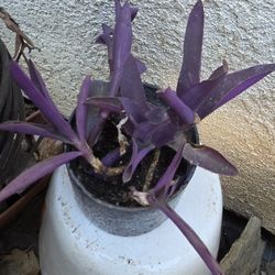 Purple Heart Plant