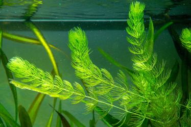 Hornwort freshwater aquarium plant