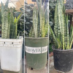 35” tall Snake Plant (Sansevieria laurentii) $10 EACH
