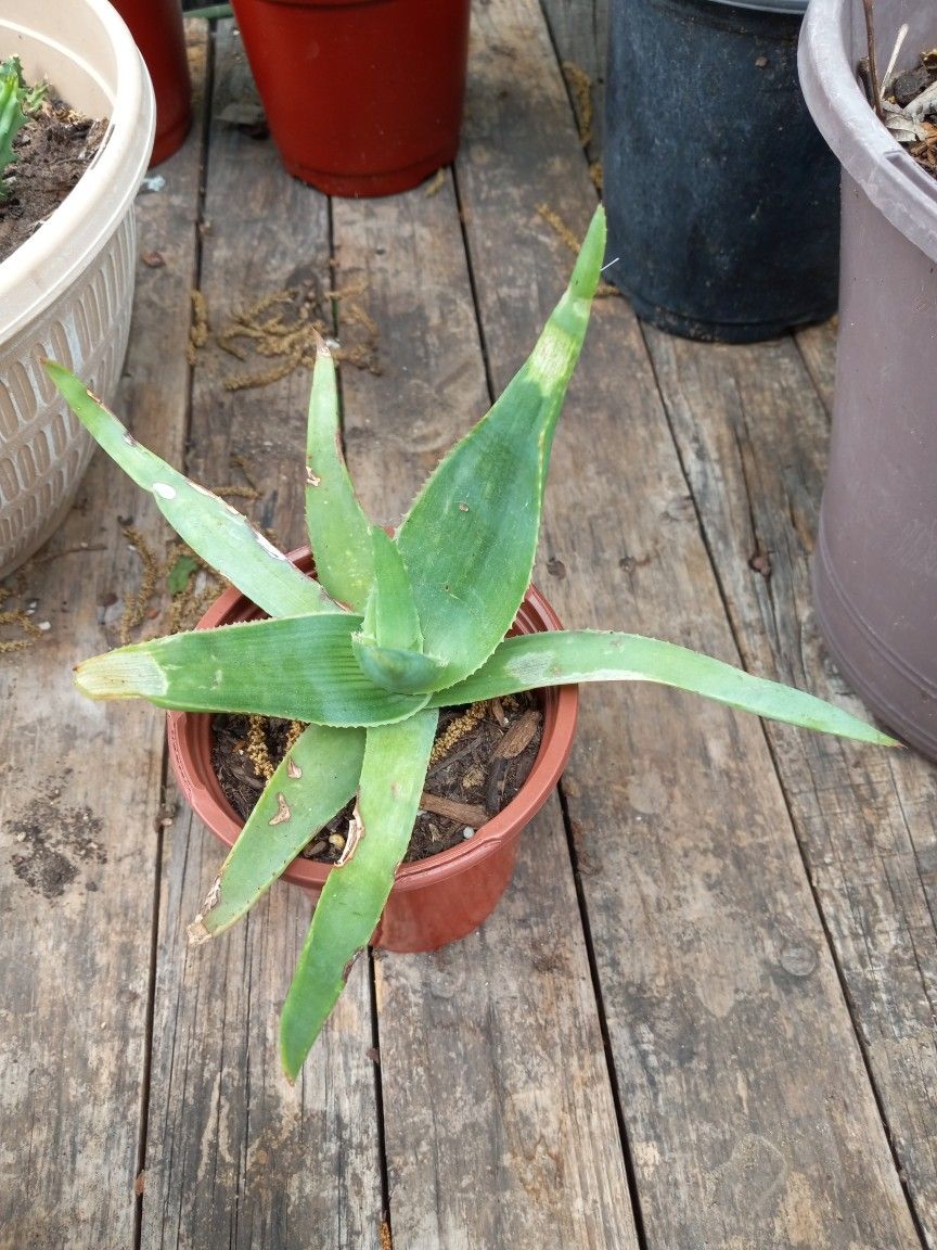 Coral Aloe Plant