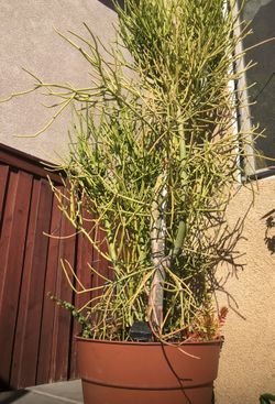 8 foot tall succulant tree w working led lights