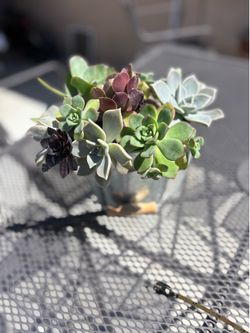 Cactus plant