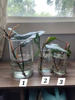 Red emerald philodendron cuttings, rooted