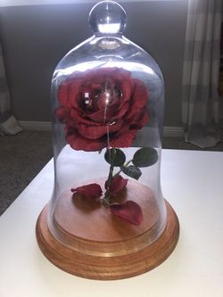 Rose in Display Case