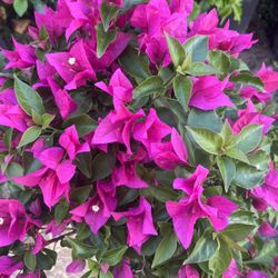 BOUGAINVILLEA PLANT (3 gallon pot) Landscaping and More!