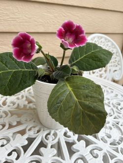Gloxinia Beautiful Flower Indoors