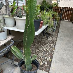 Cactus Plant