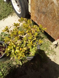 Plants