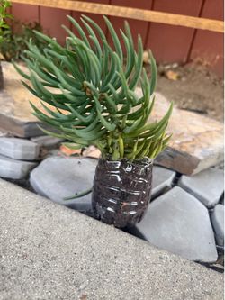 6" Succulent Plant