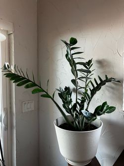 Very large Z Plant