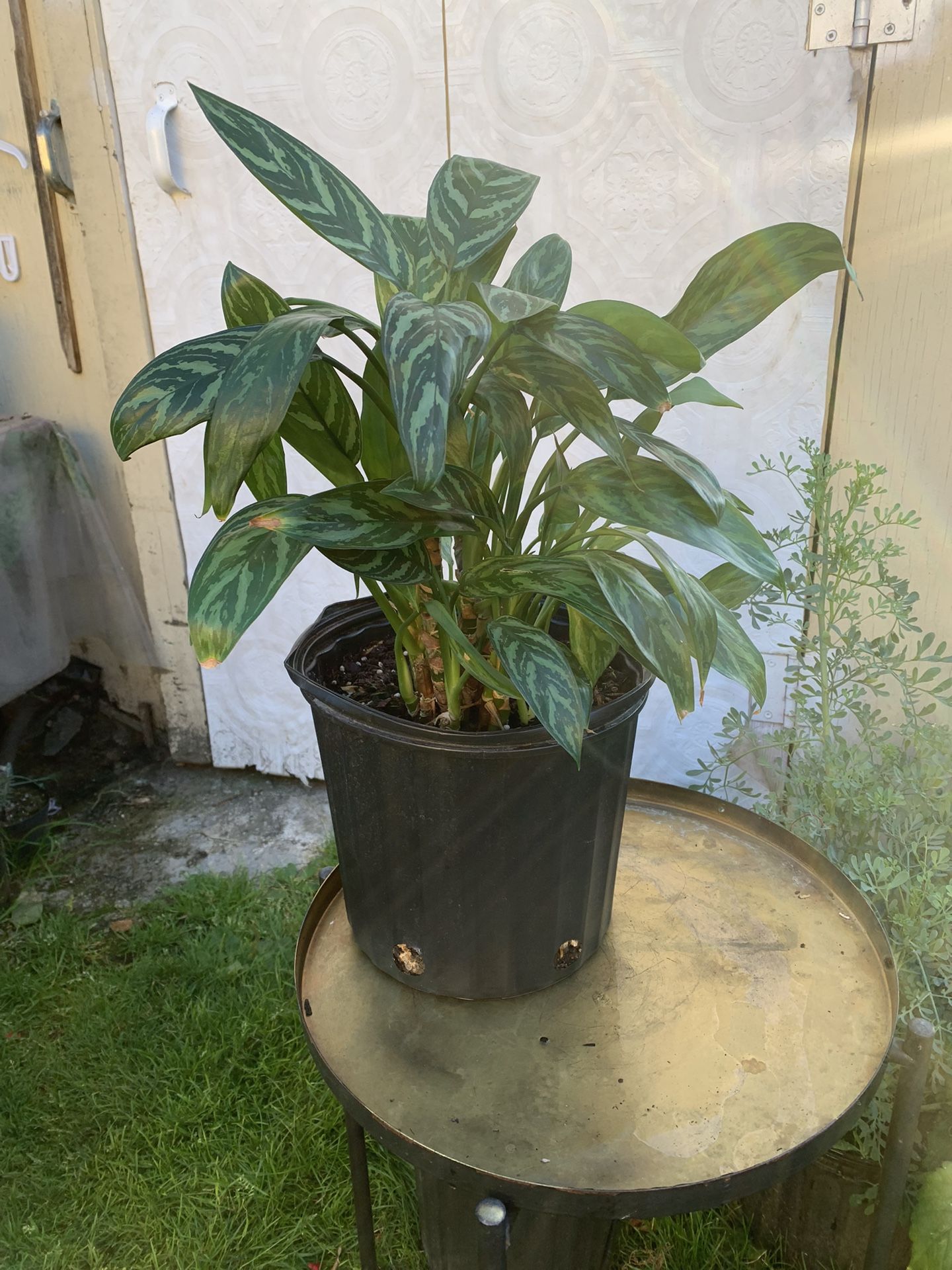 Indoor Plant