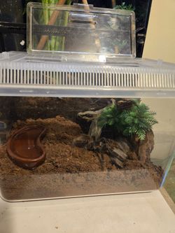 Salmon Pink plastic Cage