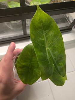 Alocasia Pink Dragon Aurea pup