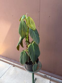 6” philodendron gigas