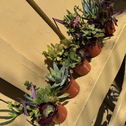 Pretty Little Plant 🪴 Each Pot $2.50