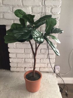 Treshold Fiddle Plant