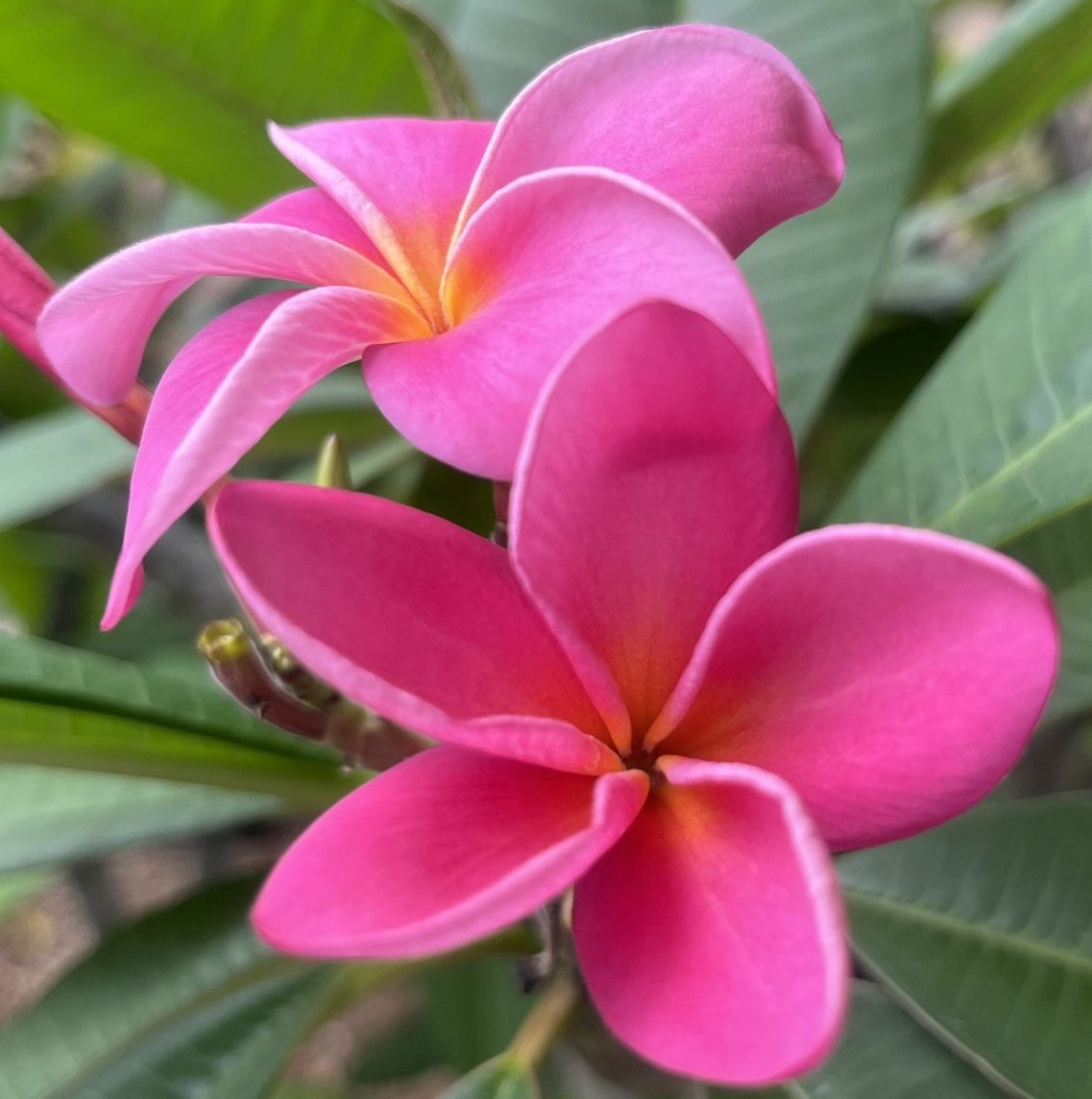 Beautiful Blooming Eva Lani Plumeria for Sale in San Diego, CA OfferUp