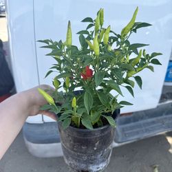 🌱🌶Thai Spicy Chilies Plants 🌱🌶 $12.00 each 
