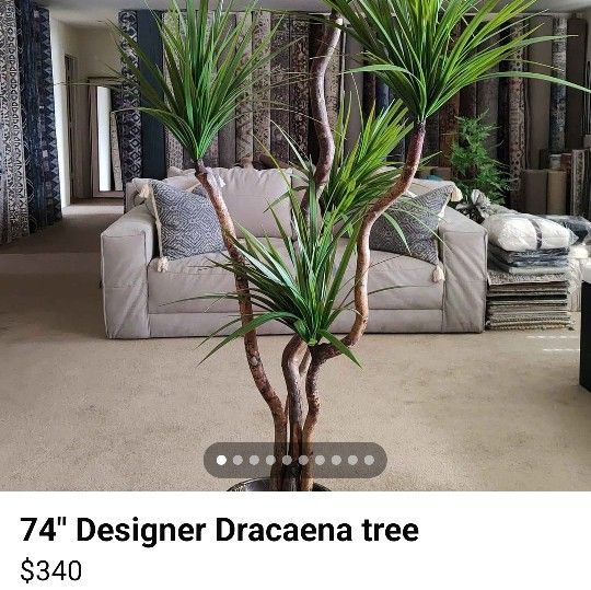 74" Designer Dracaena Tree