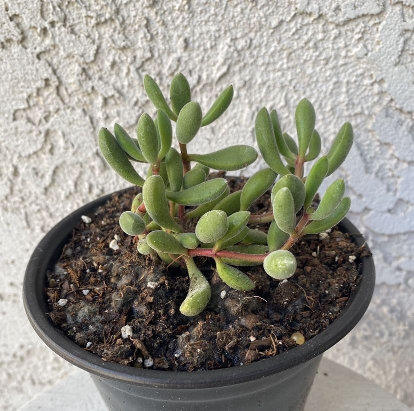 6 Inch Pot Succulent Plant - Crassula Congesta - Crassula Green Beans - Rooted & Stablished Plant- Drought Resistant - 🪴