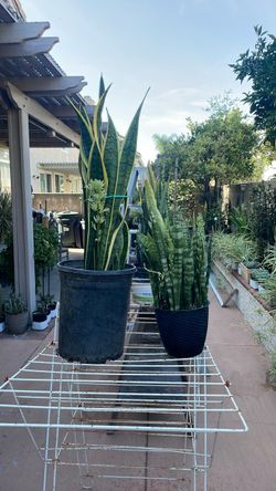 Snake Plants