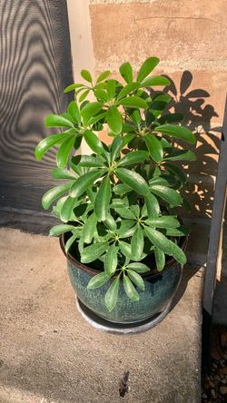 Dwarf Umbrella Tree (Schefflera arboricola), a popular tropical houseplant featuring glossy, palm-like green leaves arranged in a circle