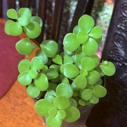 🌿—a symbol of prosperity ❤️Jade Elephant bush👉PLS READ DESCRIPTION❤️