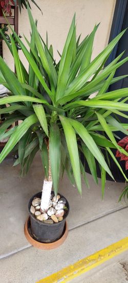 Yucca Cane Plant -