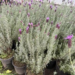 Lavender 1gal 