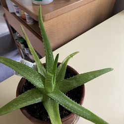 Aloe Vera Plants Very In Size