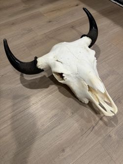 Bison Skull