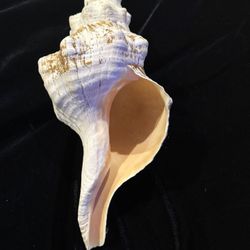 Large Natural Conch Sea Shell 12” Real Decorative Specimen 2lb Coastal Decor