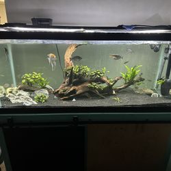 75 Gallons  Fish Tank (tanque De 75 Galones)