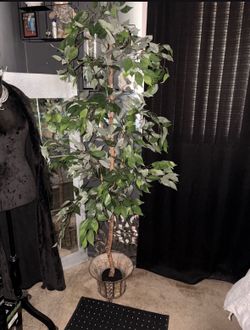 6 foot ficus tree