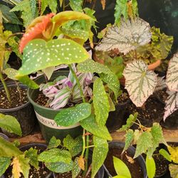 BEAUTIFUL BEGONIAS PLANTS 🪴 $15.