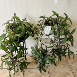 Plants For Sale 25 Each 