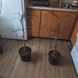 Crimson Queen Japanese Lace Leaf Maple Tree