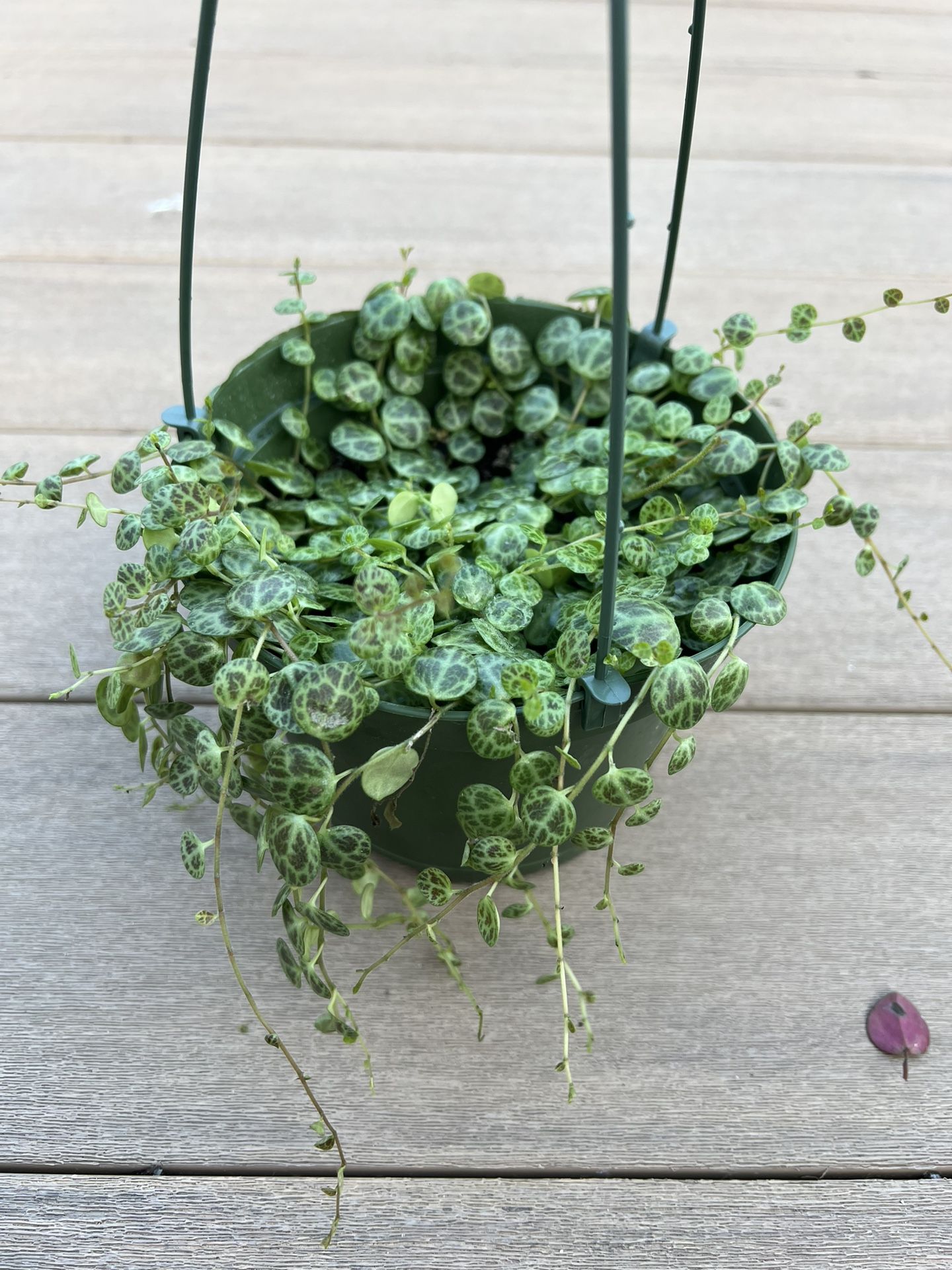 String of turtles, live plant comes in a 6” nursery pot. ✔️ profile for more 🪴