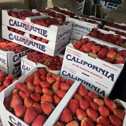 Fresas 🍓 🍓 Strawberries. April 1-2-3-4  Huge Yard Sale