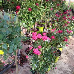 Rosas