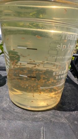 Daphnia magna plus green water