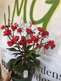Indoor/Outdoor Plants